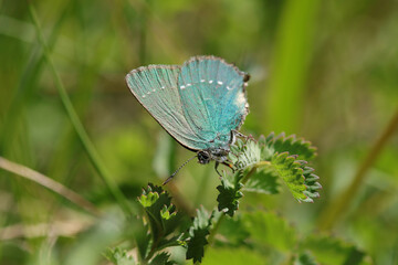 Argus vert (Callophrys rubi)
Callophrys rubi in its natural element
