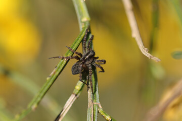 Pardosa sp.
Pardosa sp. in its natural element
