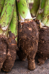 Fresh Harvest of Cassava Roots at Local Market in Fiji. Raw cassava roots on display at a local market in Suva,  Fiji, a key ingredient in traditional island cuisine and tropical dishes.