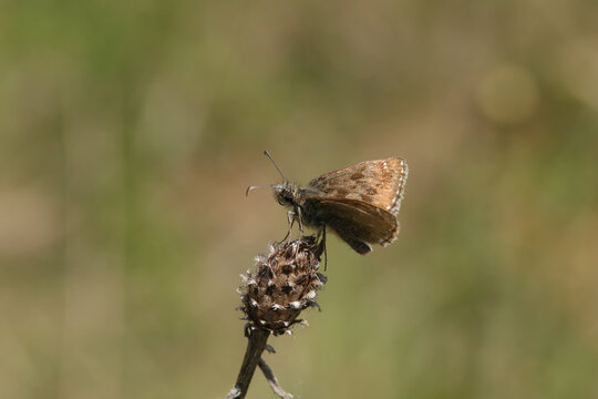 Point de Hongrie (Erynnis tages)
Erynnis tages in its natural element
