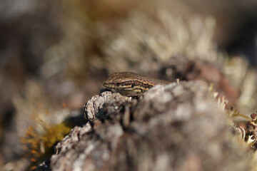 Lézard des murailles (Podarcis muralis)
Podarcis muralis in its natural element
