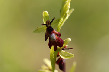 Ophrys mouche (Ophrys insectifera)
Ophrys insectifera in flower
