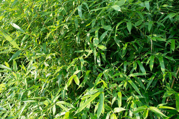 Vibrant Bamboo Leaves in Sunlight