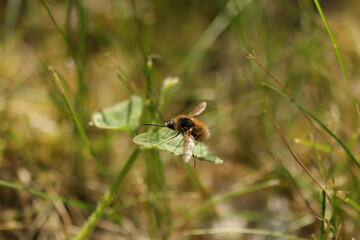 Bombyle (Bombylius major)
Bombylius major in its natural element

