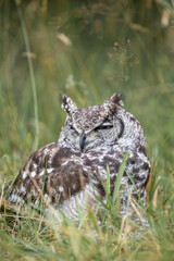 Spotted eagle owl Bubo africanus