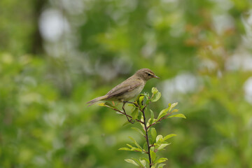 Pouillot véloce (Phylloscopus collybita)
Phylloscopus collybita in its natural element
