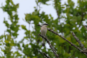 Pie-grièche écorcheur (Lanius collurio)
Lanius collurio in its natural element
