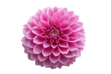 Close-up of a vibrant pink dahlia.  A single, perfectly formed, round dahlia blossoms with soft, overlapping petals in a delicate shade of pink.