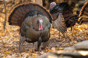Eastern Wild Turkey