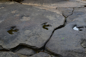 Dinosaur footprints on rocks