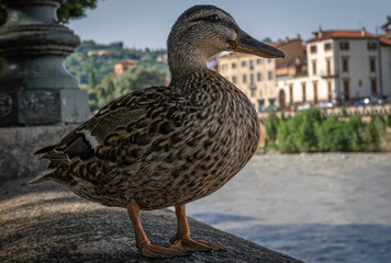 Duck on the stone parapet of a canal in Verona (Close-up)