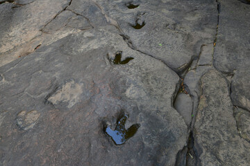 Dinosaur footprints on rocks