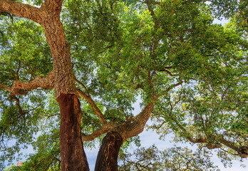 Cork oak farm. Oak trunks with renewable bark suitable for stripping in the nearest 4 years.
