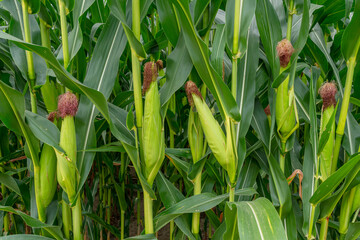 Obraz premium Green leafy stalks of corn plant close up. Growing maize, one of the most popular and in-demand agricultural crops.