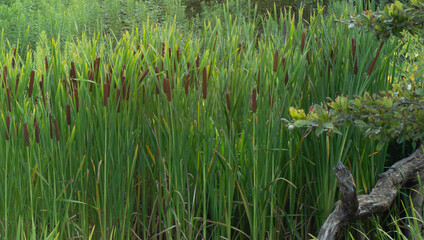 Tall Cattail Plants in a Wetland Marsh