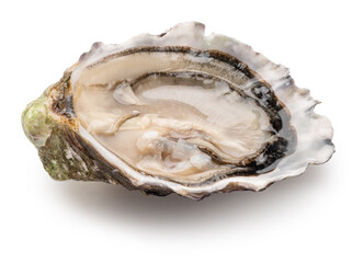 Opened raw oyster isolated on white background, clipping path. Delicacy food. © volff