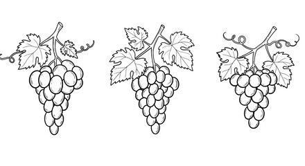 Doodle style hand-drawn grape clusters with leaves on white background
