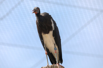 vulture in the zoo, Villars-les-Dombes, France