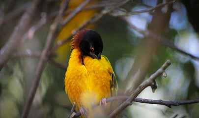Village Weaver also called Ploceus cucullatus at bird park in Villars-les-Dombes, France