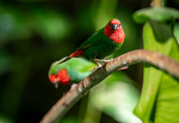 red headed parrot