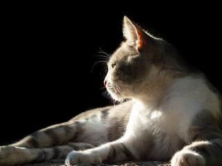 Cat basking in golden sunlight against a dark background.
