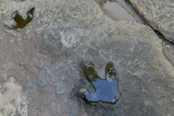 Dinosaur footprints on rocks