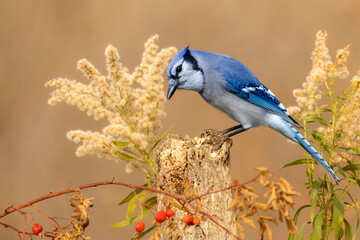 Blue Jay in fall colors