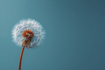 Fototapeta premium Dandelion Dream: A captivating image of a dandelion head against a serene and dreamy backdrop