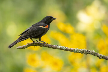 Red-winged Blackbird male taken in southern MN