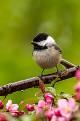 Black-capped Chickadee