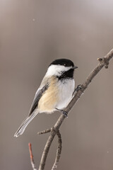 Fototapeta premium Black-capped Chickadee