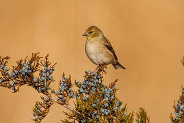 American Goldflinch