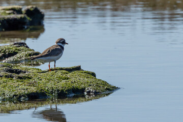 Common Ringed Plover (Charadrius hiaticula) commonly found on European coastal shores