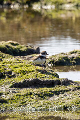 Common Ringed Plover (Charadrius hiaticula) commonly found on European coastal shores