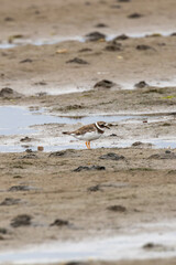Common Ringed Plover (Charadrius hiaticula) commonly found on European coastal shores