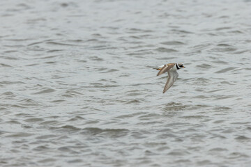 Common Ringed Plover (Charadrius hiaticula) commonly found on European coastal shores