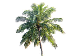 Isolated coconut palm tree against black background. Lush green fronds extend outward from a tall, sturdy trunk