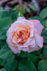 Augustine Rose after the rain