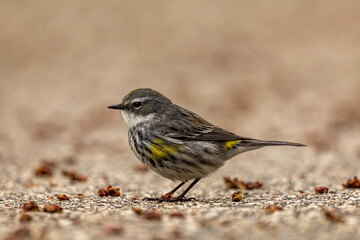 Yellow-rumped Warbler
