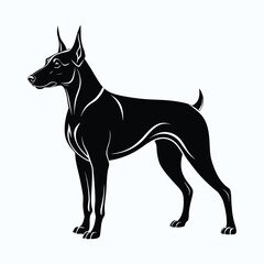 Obraz premium Elegant doberman pinscher standing proudly in a sleek silhouette style