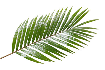 Obraz premium Close-up of a palm leaf with a whitish coating