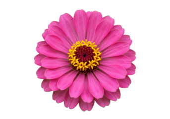 Pristine fuchsia-pink Zinnia flower with yellow and burgundy stamens, perfectly formed radial petals, ultra-detailed macro shot on transparent studio background, ample negative space. Concept of