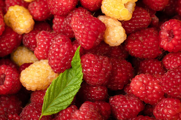 A close-up view of fresh raspberries and yellow raspberries with a green leaf. 