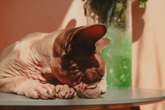 A sphynx cat peacefully resting its head on a table in a warm, sunlit scene. A relaxed sphinx kitty sleeping sweetly on a table in a sunny day. The cat's skin has interesting textures. Siesta sleep.