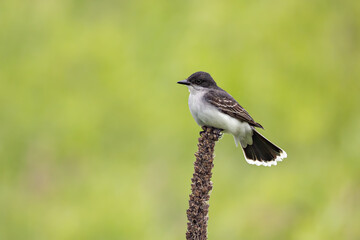 Fototapeta premium Eastern Kingbird