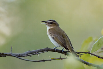 Obraz premium Red-eyed Vireo