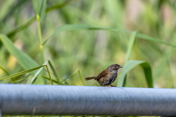 Dunnock (Prunella modularis) commonly found in woodlands parks and gardens across Europe