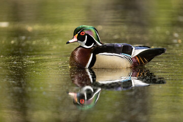 Wood Duck © Stan