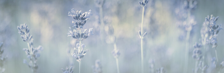 Lavendel Bokeh Blumenwiese Banner
