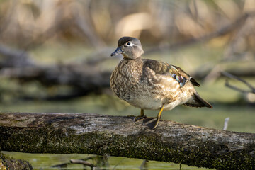 Fototapeta premium Wood Duck female